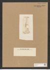 Achnanthes angustata Grev. (de-Toni-Nr.: Genus 43, Species 1973) Zeichnungen Sammlung Grunow Nr. 3893 (NHMW-BOT-W0371613)